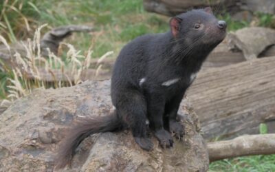 Interesting Facts You Didn’t Know About Tasmania