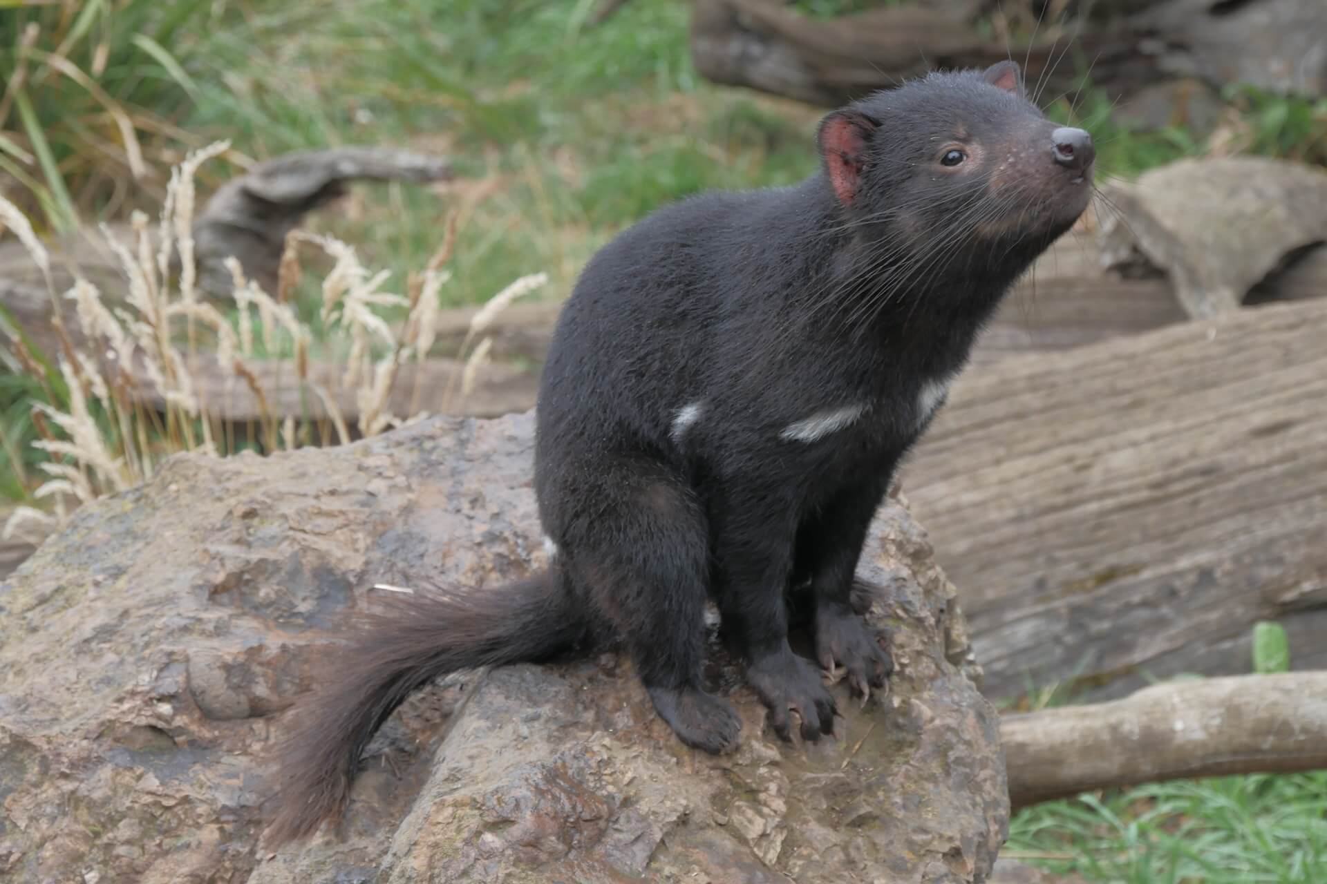small black tasmanian devil sitting on a rock